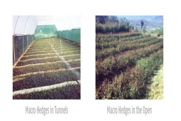Springbank Farms (Pty) Ltd