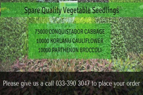 Springbank Farms (Pty) Ltd