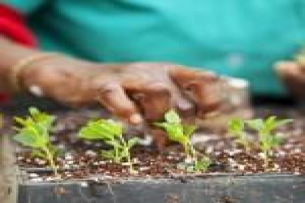 Springbank Farms (Pty) Ltd