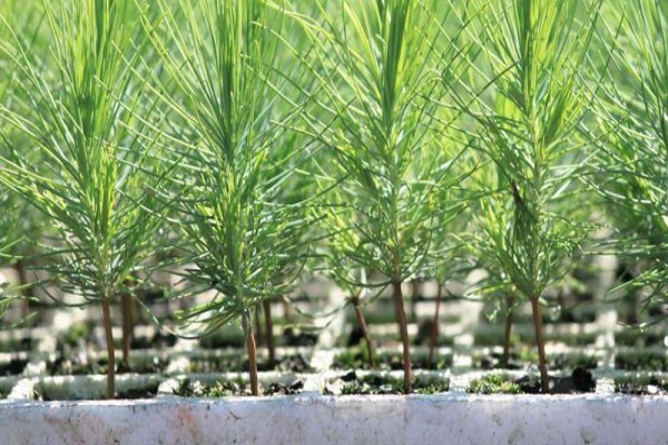 Springbank Farms (Pty) Ltd