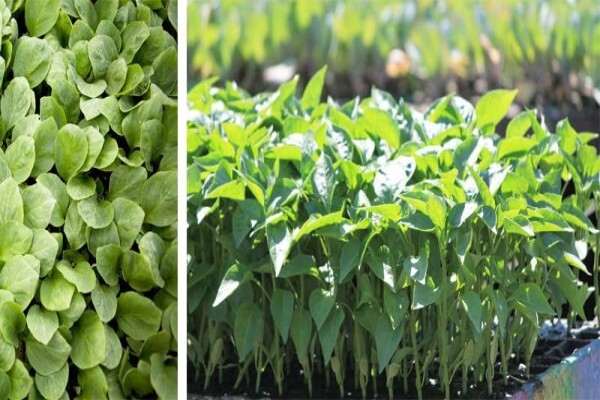 Springbank Farms (Pty) Ltd