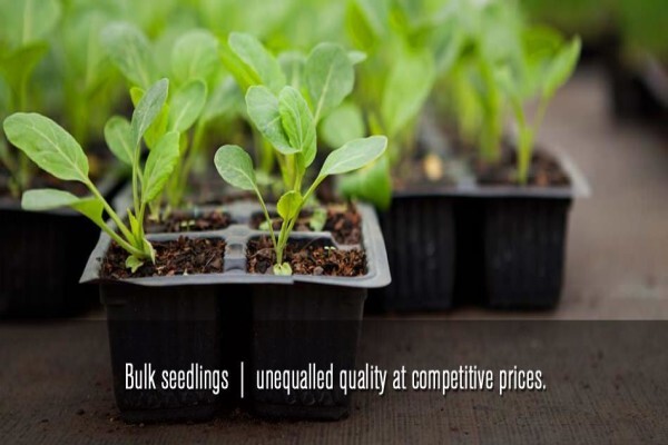 Springbank Farms (Pty) Ltd