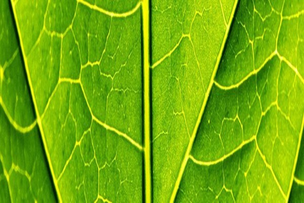 Eco Pest CC