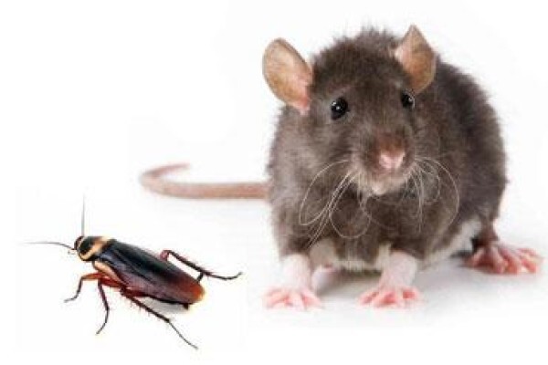 Eco Pest CC