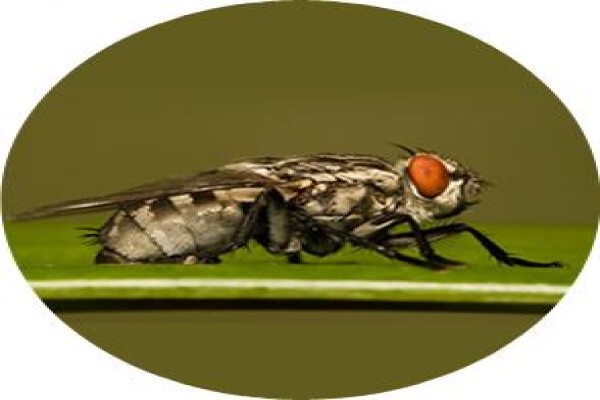 Eco Pest CC