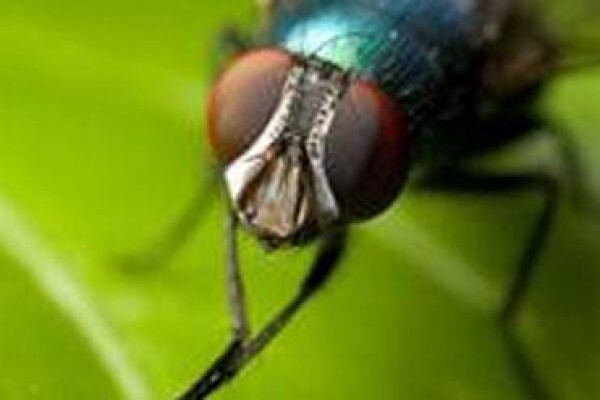 Eco Pest CC
