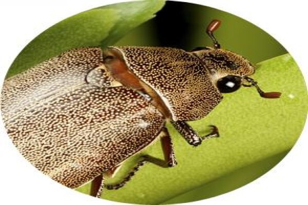 Eco Pest CC