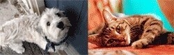 Animal Hospital