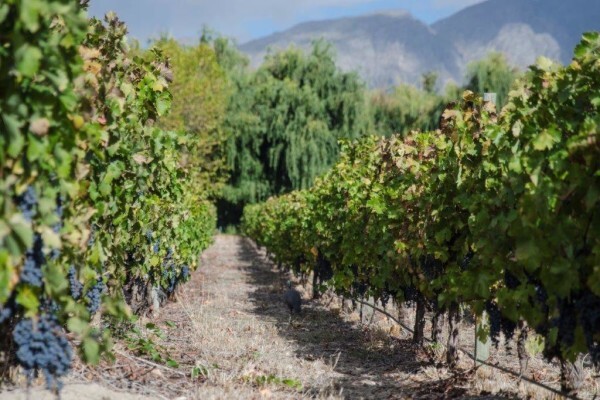 RUDERA WINES CC