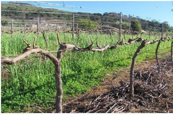 RUDERA WINES CC