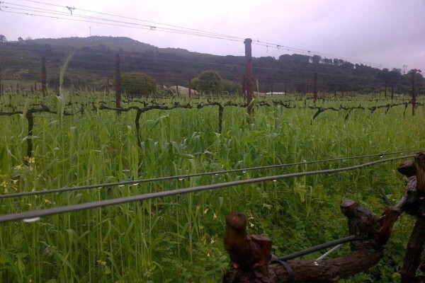 RUDERA WINES CC