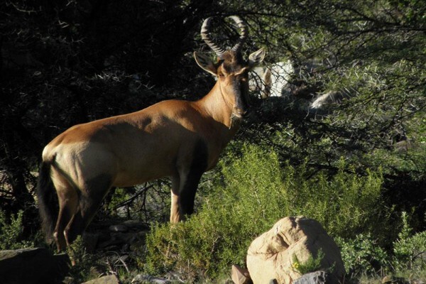 Bosch Luys Kloof Natuurreservaat