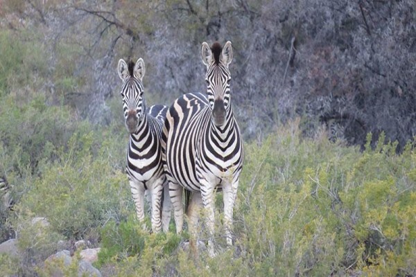 Bosch Luys Kloof Natuurreservaat