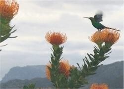 Bolandenviro Environmental Consultants