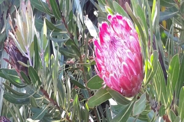 113 Robberg B&B & Self Catering
