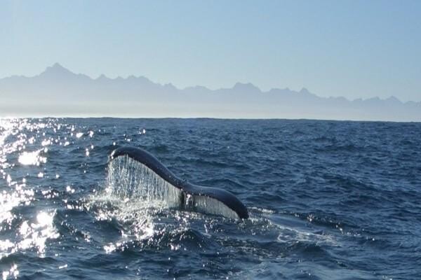 113 Robberg B&B & Self Catering