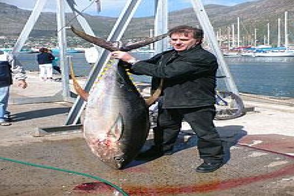 Classic Cape Charters