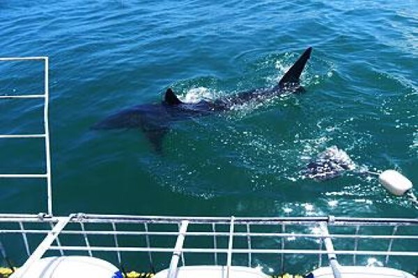 Classic Cape Charters