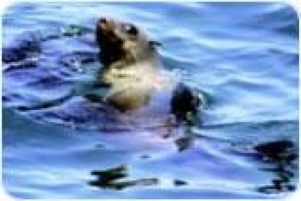 Seal Island A Day Trips