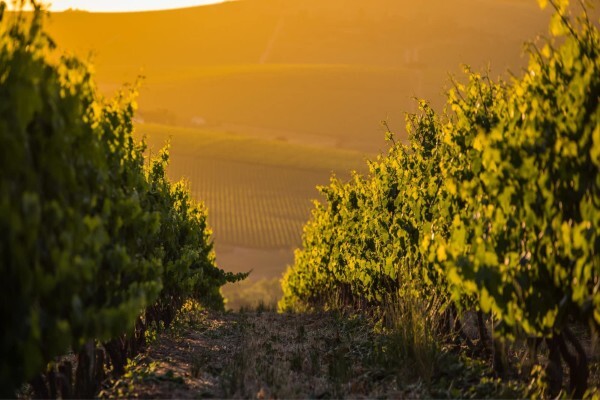 OVERGAAUW WINE ESTATE