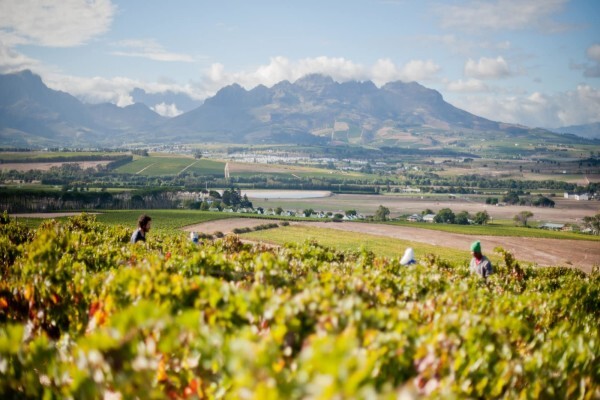 OVERGAAUW WINE ESTATE