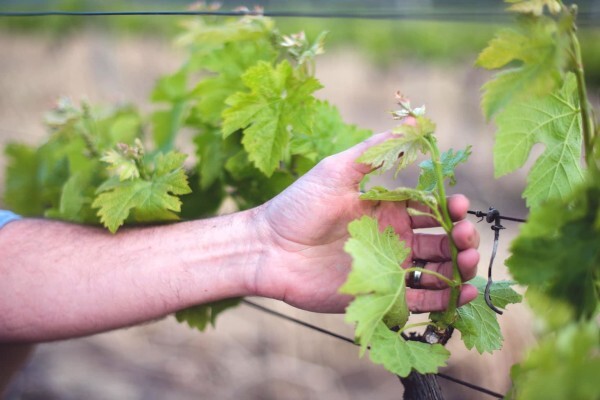 OVERGAAUW WINE ESTATE