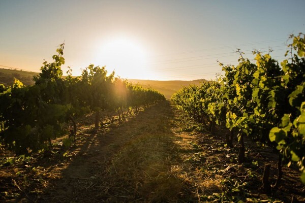 OVERGAAUW WINE ESTATE