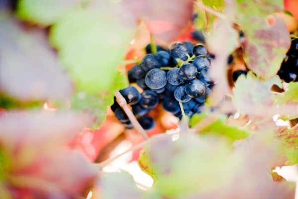 OVERGAAUW WINE ESTATE