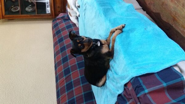 Bed & Biscuit