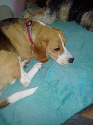 Bed & Biscuit