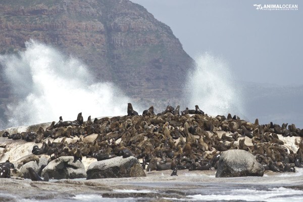 Seal Island & Shipwreck Cruises