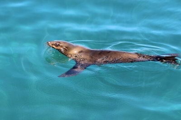 Seal Island & Shipwreck Cruises
