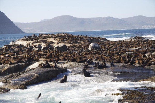 Seal Island & Shipwreck Cruises