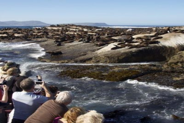 Seal Island & Shipwreck Cruises