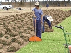 Quick Lawn