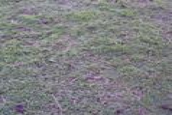 Quick Lawn