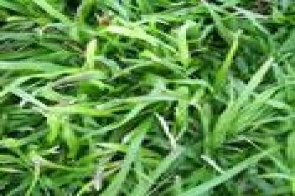 Quick Lawn