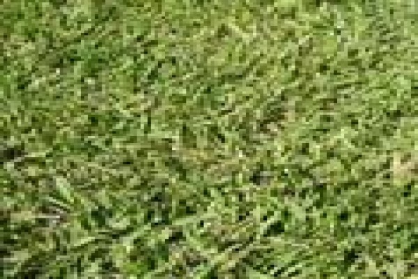 Quick Lawn