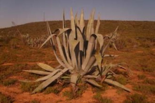Agave Health Fibres