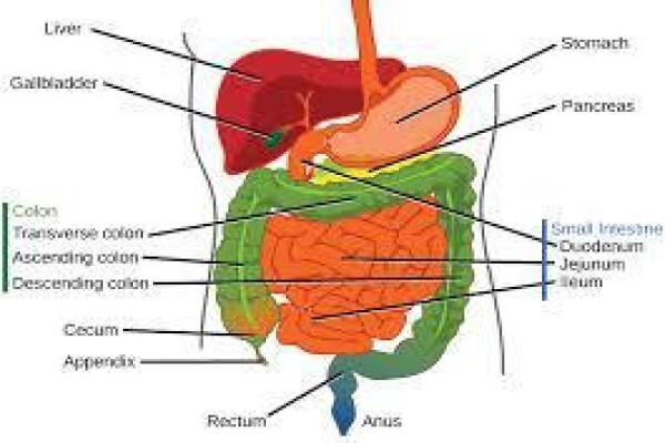 Agave Health Fibres