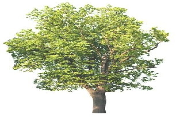 Zantow Environmental Consulting Services