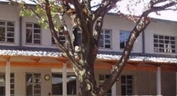 Wits Language School