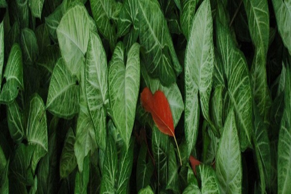 Culterra (Pty) Ltd