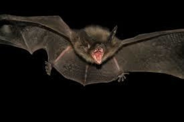 All Hours Day & Night & Everyday Pest Control