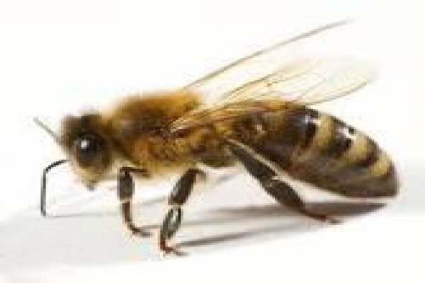 All Hours Day & Night & Everyday Pest Control