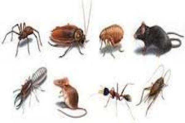 All Hours Day & Night & Everyday Pest Control