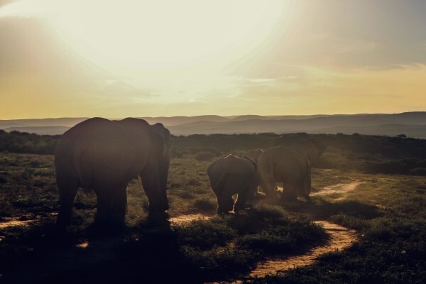 Southern Africa Trust