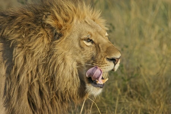 Eyethu Yarona International Travel & Tours