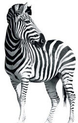 Investec Bank Ltd