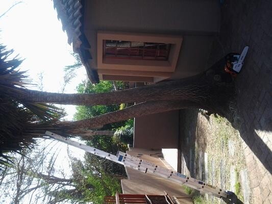 381 Stihl Tree Felling